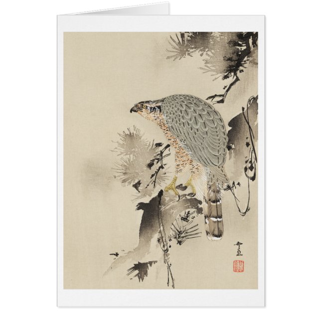 Asian Goshawk - 1890 Hälsningskort (Framsidan)