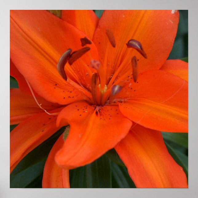 Asian Lily Poster (Framsidan)