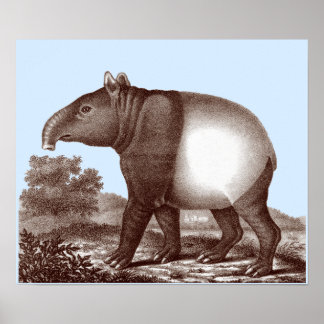 Asian Tapir - Föränderlig bakgrund och Gräns Färg Poster