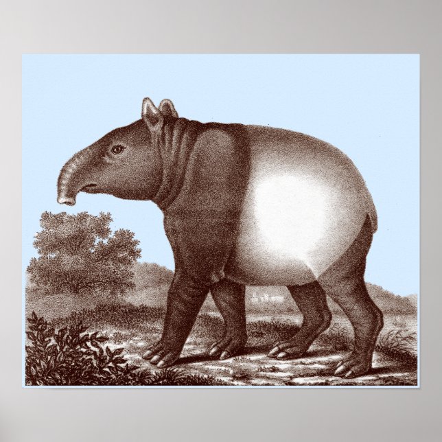 Asian Tapir - Föränderlig bakgrund och Gräns Färg Poster (Framsidan)