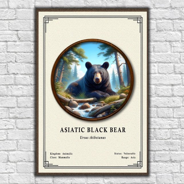 Asiatic Black Bear Zoology Series Poster (Skapare uppladdad)