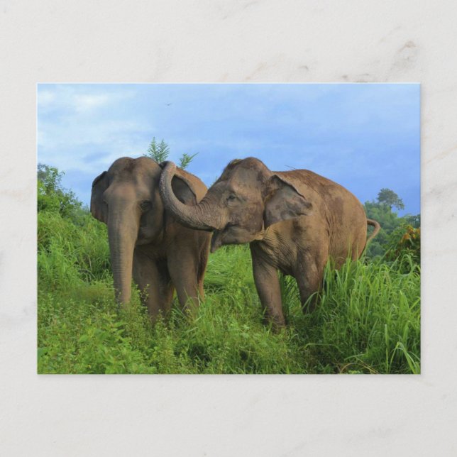 Asiatic elephants vykort (Framsida)