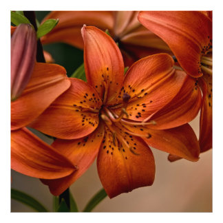 Asiatic Lily Fototryck