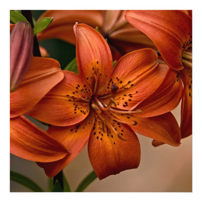 Asiatic Lily Fototryck (Framsidan)