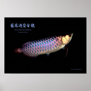 Asiatisk Arowana "Blue Type" Poster