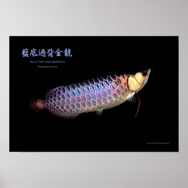 Asiatisk Arowana "Blue Type" Poster (Framsidan)