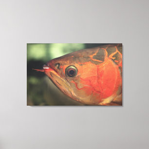 Asiatisk arowana canvastryck