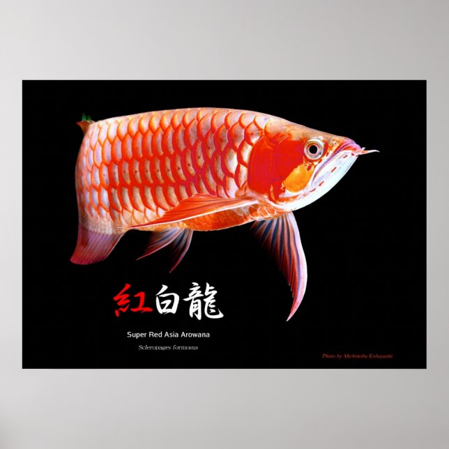 Asiatisk Arowana (röd typ) Poster (Framsidan)