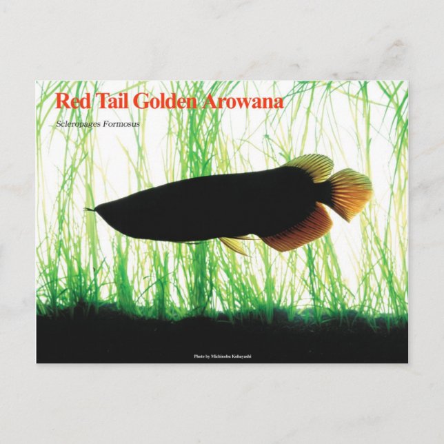 Asiatisk Arowana Vykort (Framsida)