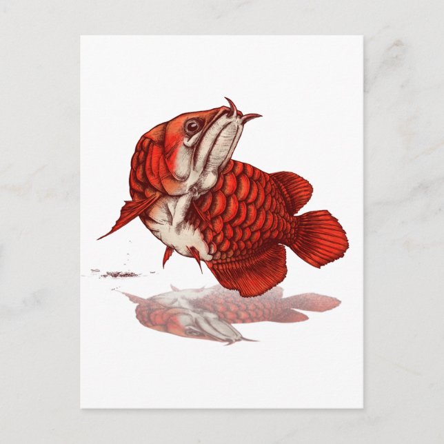 Asiatisk arowana vykort (Framsida)
