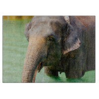 Asiatisk elefant i grönt vatten, djurt foto