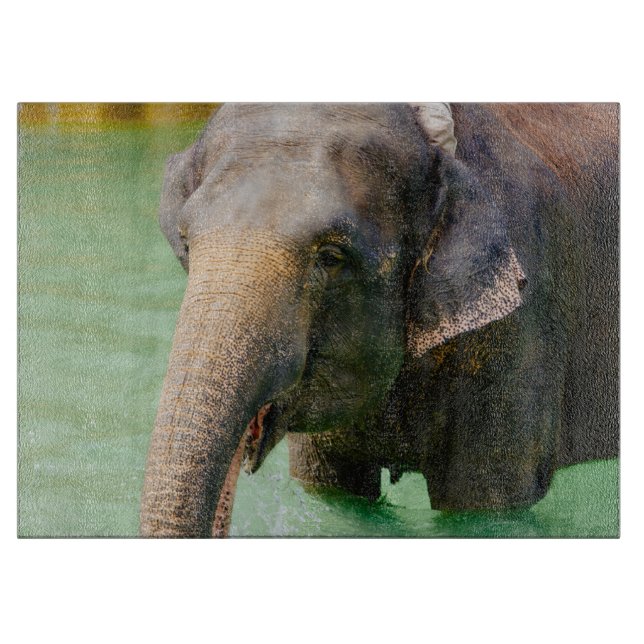 Asiatisk elefant i grönt vatten, djurt foto (Framsidan)