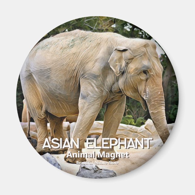 Asiatisk elefant magnet (Framsidan)