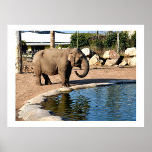 Asiatisk elefant poster