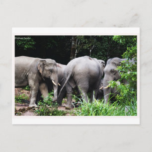 Asiatisk elefant vykort