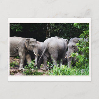 Asiatisk elefant vykort