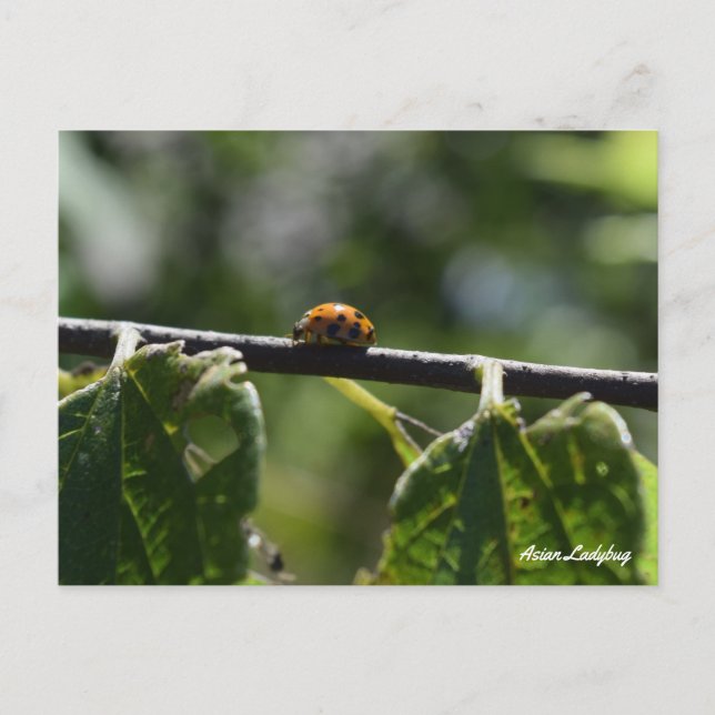Asiatisk Nyckelpiga Fjäril Vykort (Framsida)