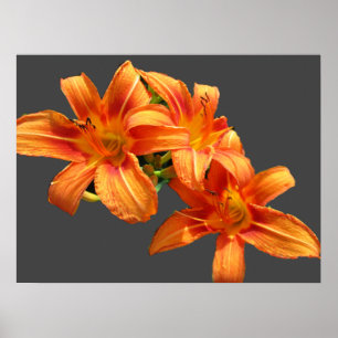 ASIATISK ORANGE LILY POSTER