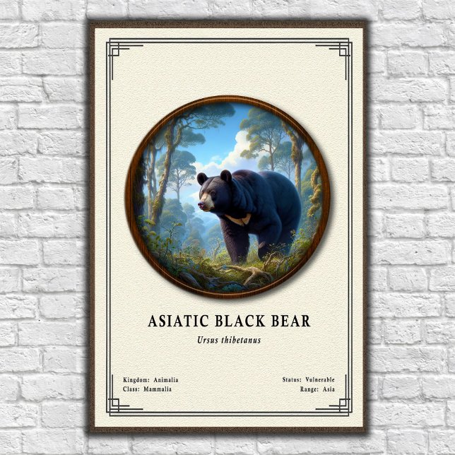 Asiatisk svartbjörn zoologisk serie poster (Skapare uppladdad)
