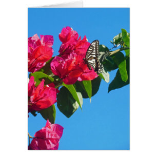Asiatisk Swallowtail fjäril Hälsningskort