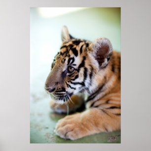 Asiatisk tiger poster