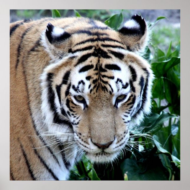 Asiatisk tiger poster (Framsidan)