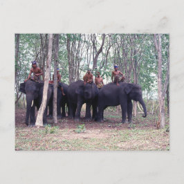 Asiatiskt Elefantkort Vykort