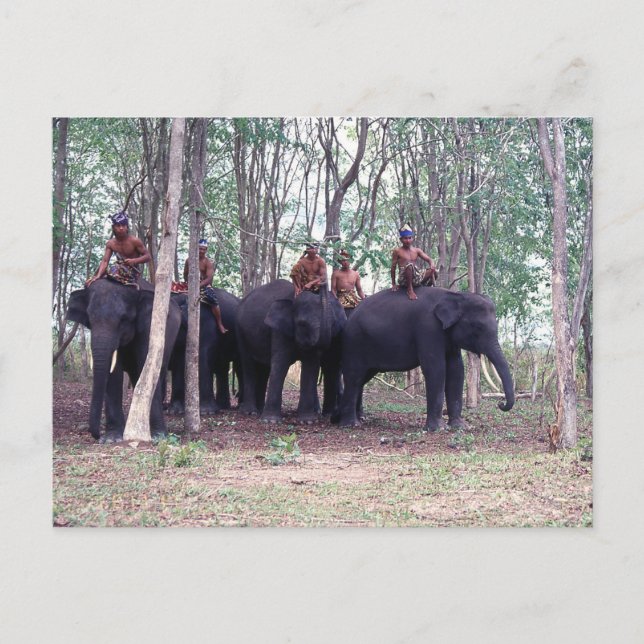 Asiatiskt Elefantkort Vykort (Framsida)