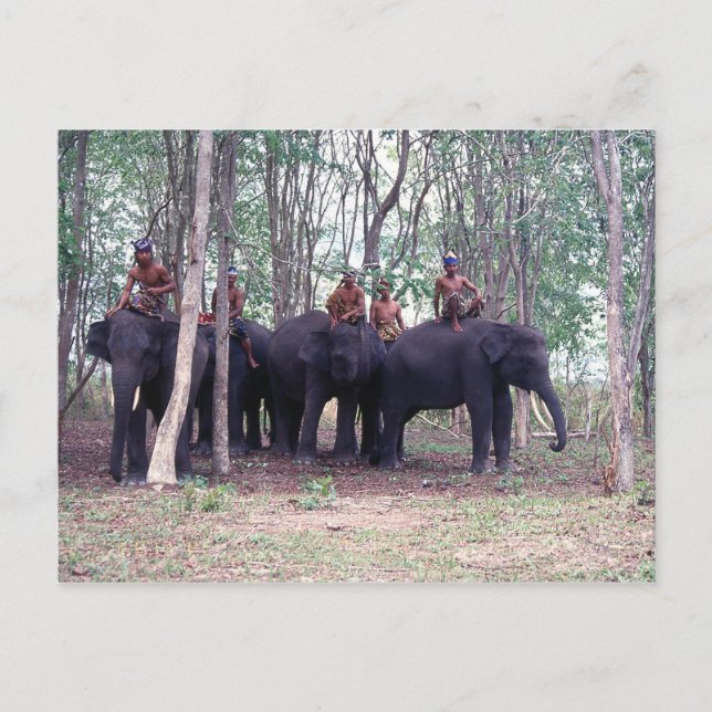 Asiatiskt elefantvykort vykort (Framsida)