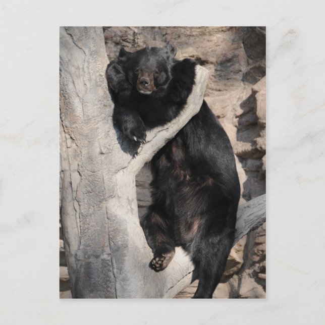 Asiatiskt svart björn vykort (Framsida)