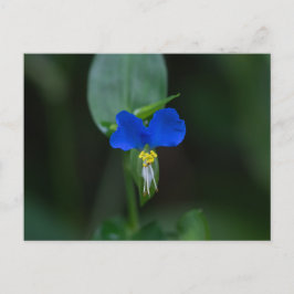 Asiatiskt vykort för blått jokrosblomma