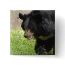 Asiatsvartbjörnen klämmer fast