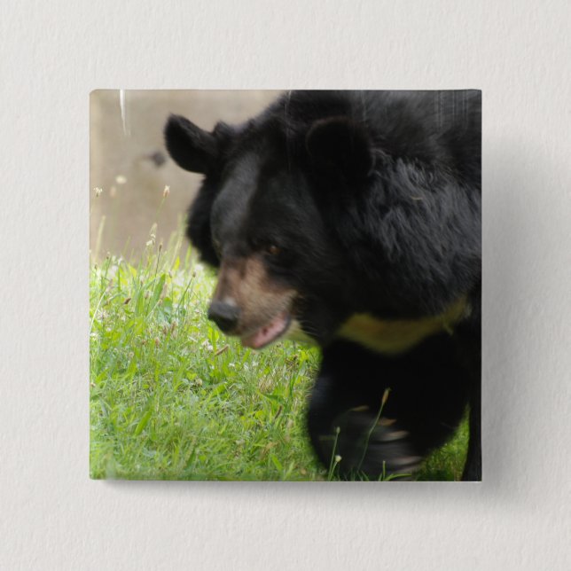 Asiatsvartbjörnen klämmer fast knapp (Framsida)