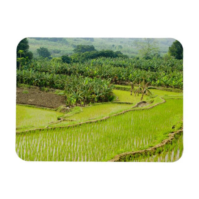 Asien, China, provinsen Yunnan, Honghe. Banana Magnet (Horisontell)