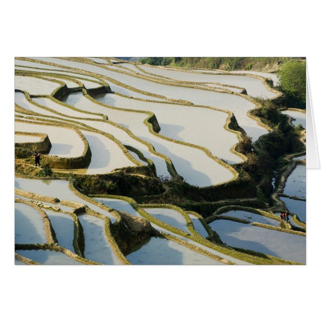 Asien, China, provinsen Yunnan, Yuanyang County. Hälsningskort (Framsidan Horizontal)