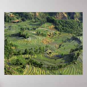 Asien, China, Yunnan, Yuanyang. MÖNSTER i GRÖNT 2 Poster