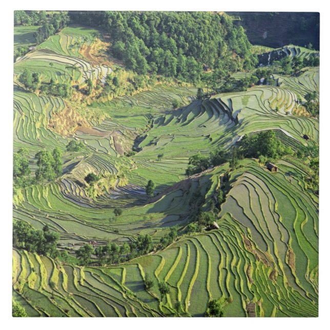 Asien, China, Yunnan, Yuanyang. Mönster i grönt Kakelplatta (Framsidan)