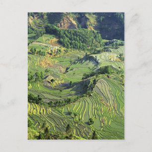 Asien, China, Yunnan, Yuanyang. Mönster i grönt Vykort