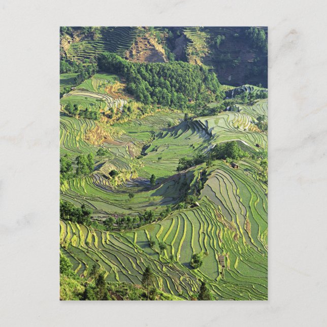 Asien, China, Yunnan, Yuanyang. Mönster i grönt Vykort (Framsida)
