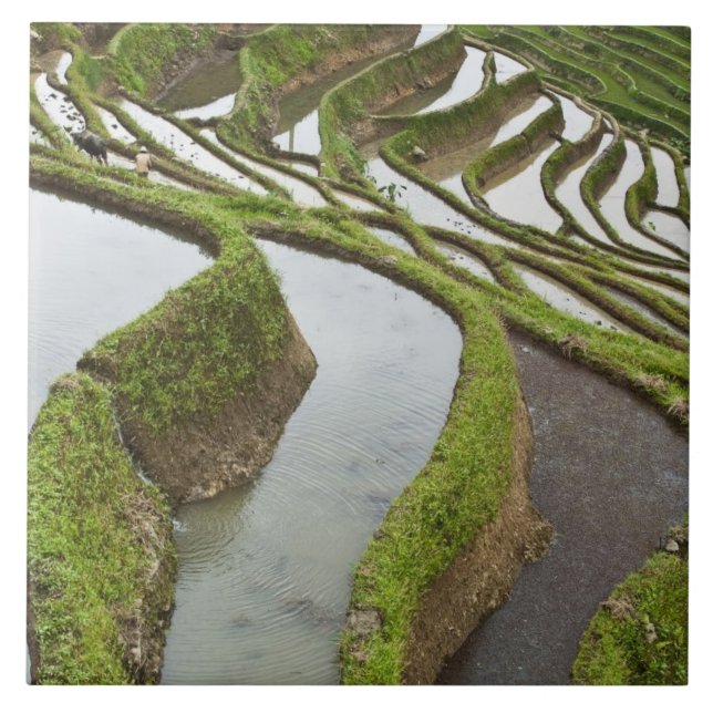 Asien, China, Yunnan, Yuanyang. Översvämmad ris Kakelplatta (Framsidan)