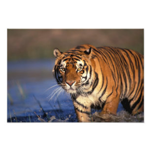 ASIEN, Indien, BENGAL TIGER (Panthera tigris) Fototryck