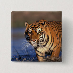 ASIEN, Indien, BENGAL TIGER (Panthera tigris) Knapp