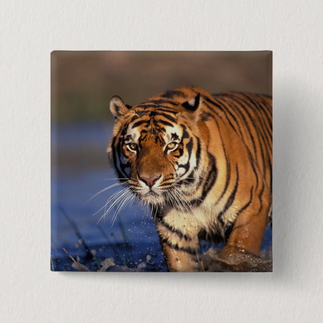ASIEN, Indien, BENGAL TIGER (Panthera tigris) Knapp (Framsida)