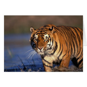 ASIEN, Indien, BENGALISK TIGER (Panthera tigris) Hälsningskort