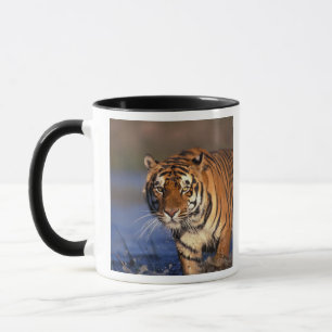 ASIEN, Indien, Bengalisk tiger (Panthera tigris) Mugg