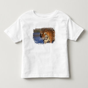 ASIEN, Indien, Bengalisk tiger (Panthera tigris) T Shirt