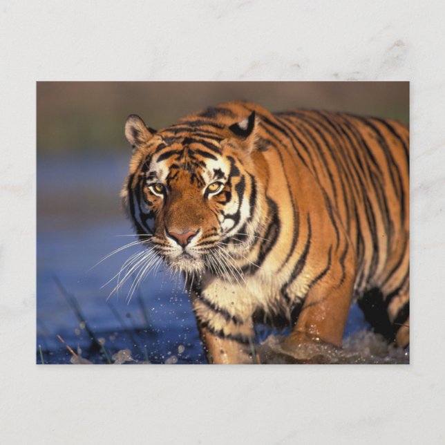 ASIEN, Indien, Bengalisk tiger (Panthera tigris) Vykort (Framsida)