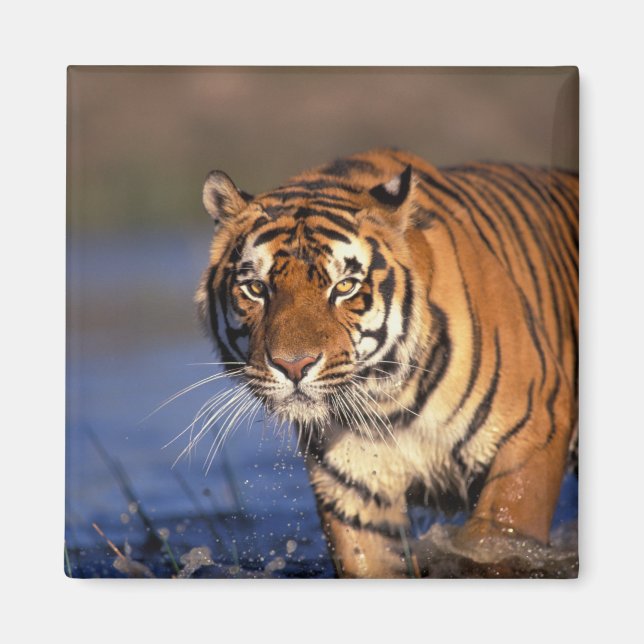 ASIEN, Indien, BENGALSK TIGER (Panthera tigris) Magnet (Framsidan)