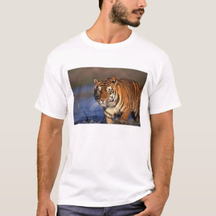 ASIEN, Indien, BENGALSK TIGER (Panthera tigris) Tröja
