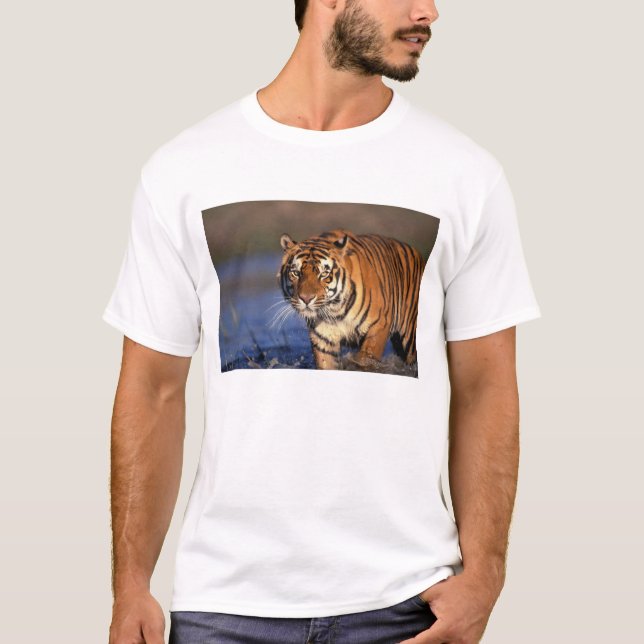 ASIEN, Indien, BENGALSK TIGER (Panthera tigris) Tröja (Framsida)